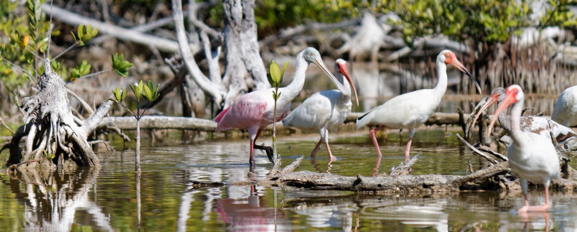 roseate spoonbill